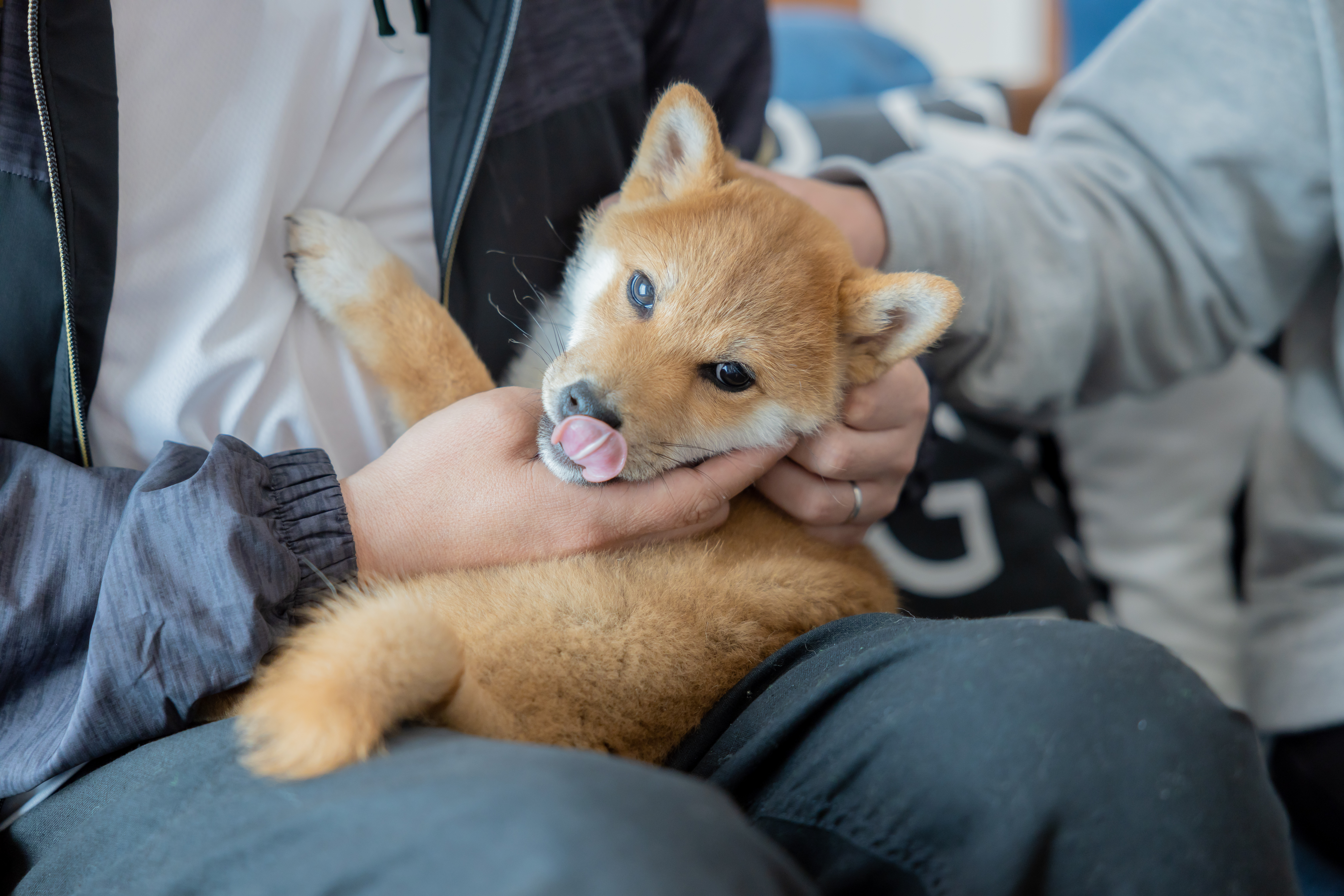 愛犬との暮らしをもっと素敵に！｜和歌山で新築を建てるなら紀州国土建設