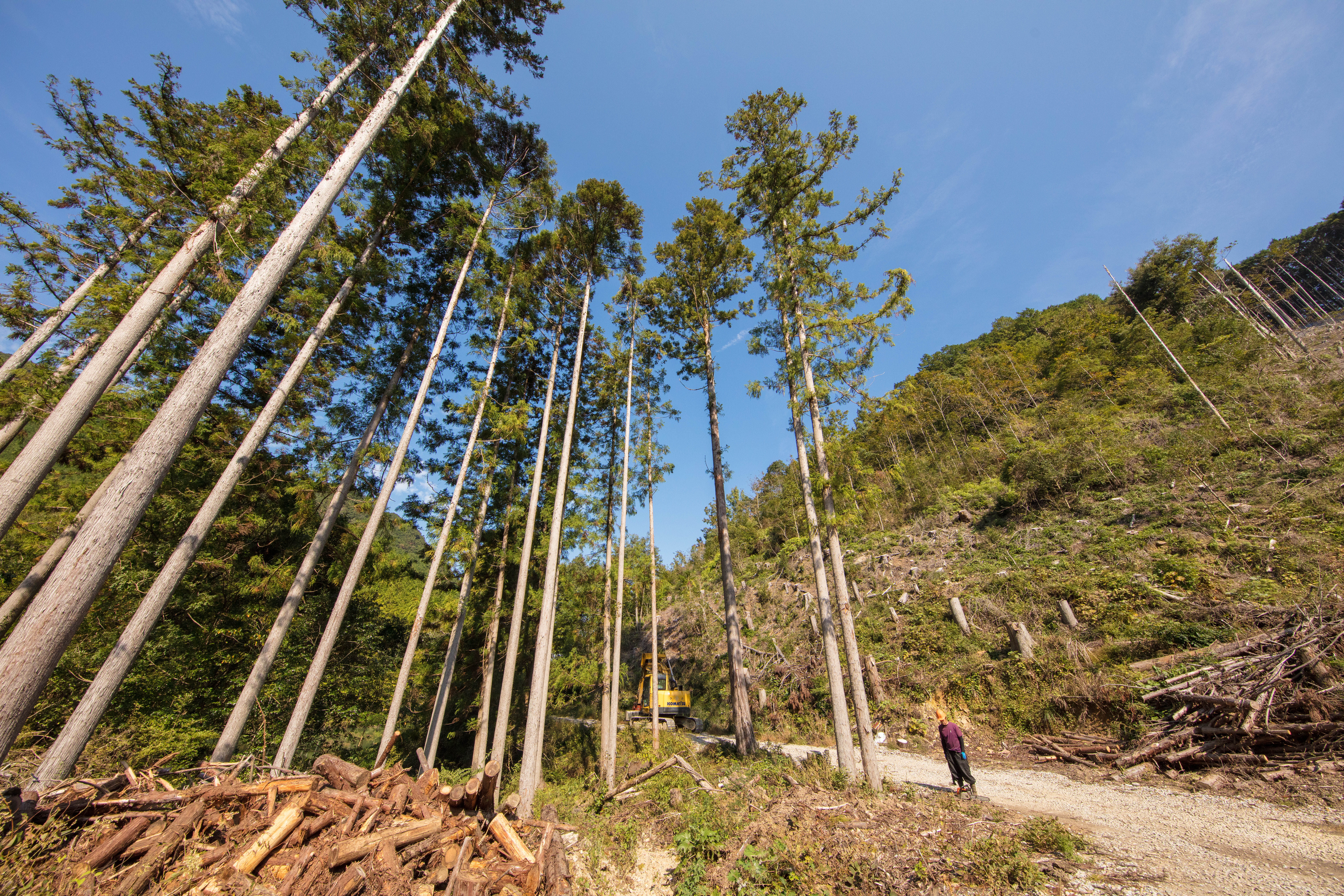 紀州国土建設で自然の魅力を感じる、紀州材の伐採体験へ 行こう｜和歌山で新築を建てるなら紀州国土建設