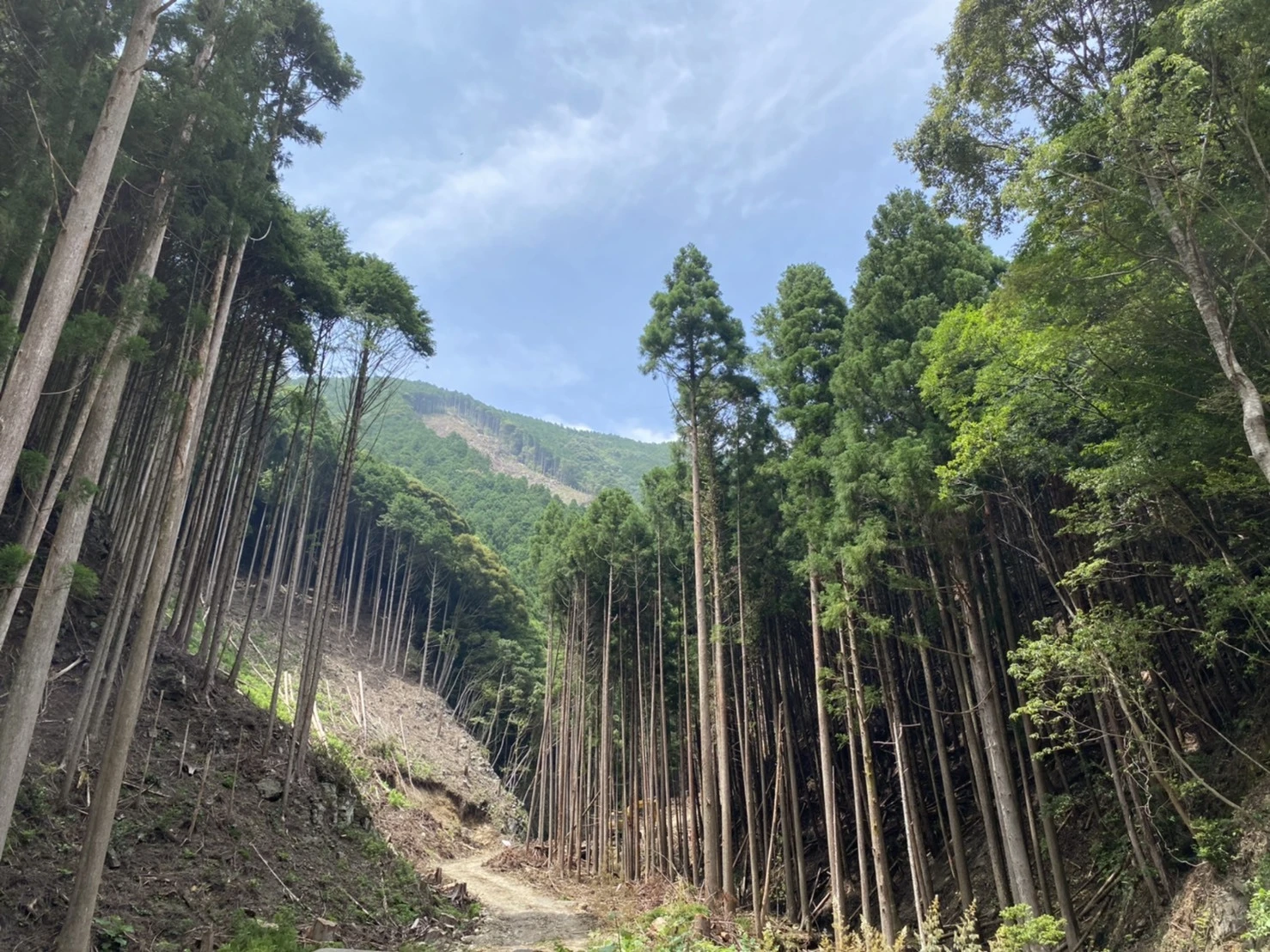 自然の息吹が感じられる、和歌山の緑豊かな住環境を体験しよう