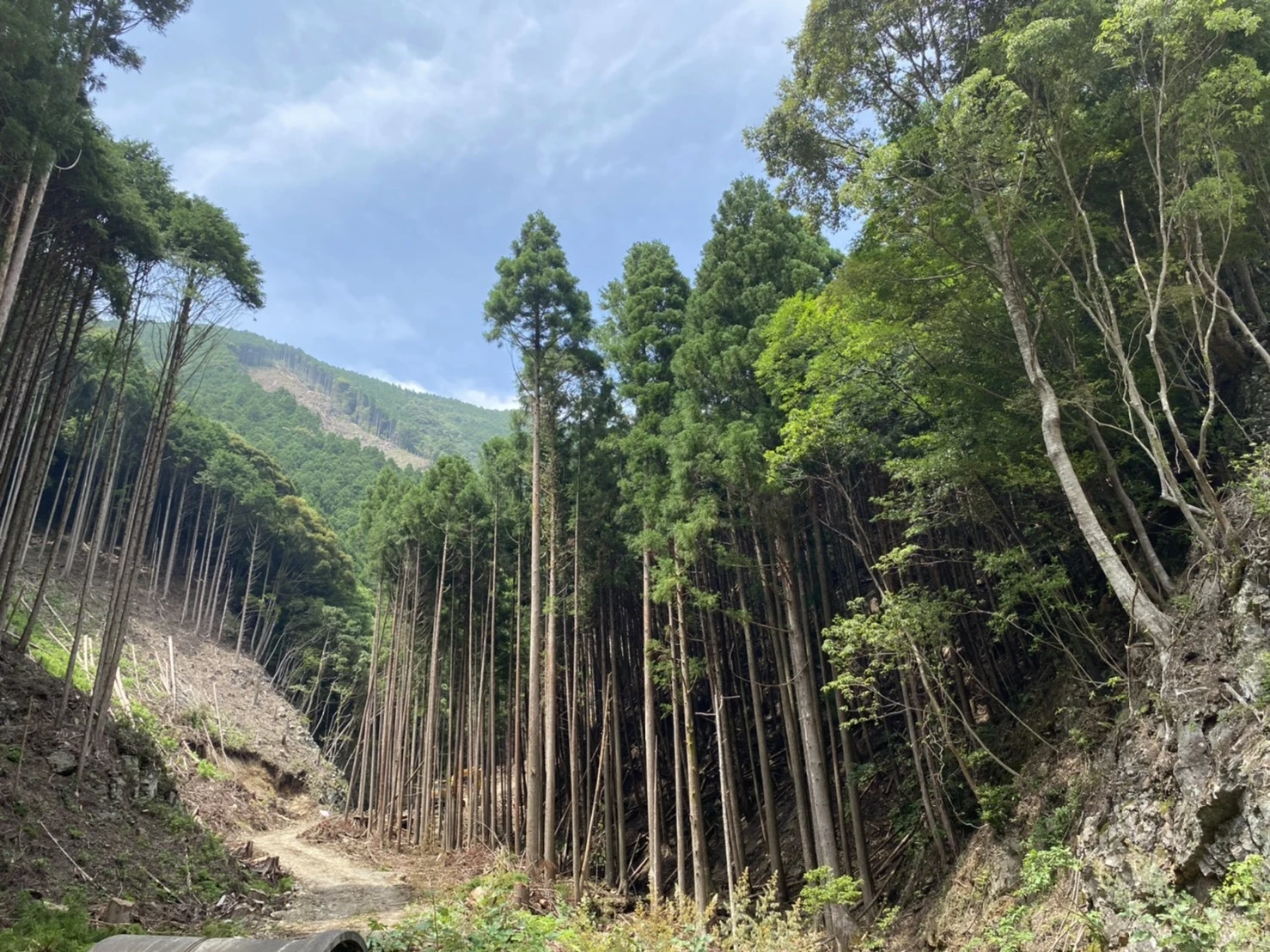 自然と調和する住まい